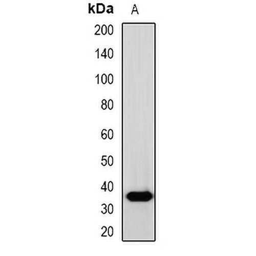 SOX2 Rabbit Polyclonal Antibody