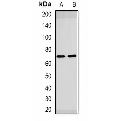 HAI-1 Rabbit Polyclonal Antibody