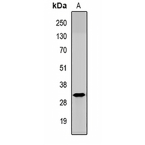HAI-2 Rabbit Polyclonal Antibody