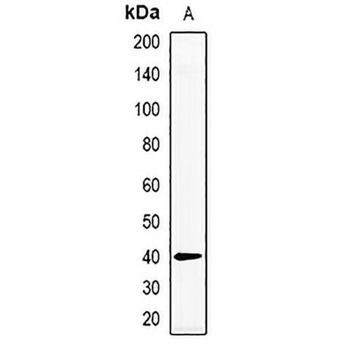 CD43 Rabbit Polyclonal Antibody