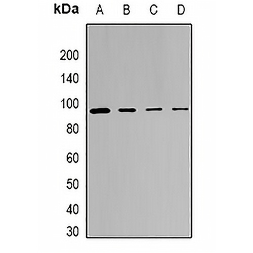 SRPK1 Rabbit Polyclonal Antibody