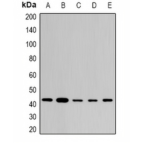 STX Rabbit Polyclonal Antibody