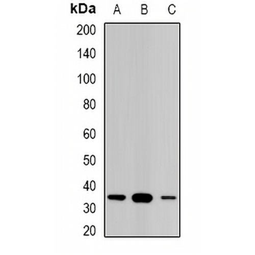 STAR Rabbit Polyclonal Antibody