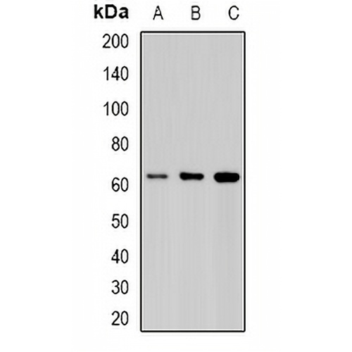 STIP1 Rabbit Polyclonal Antibody