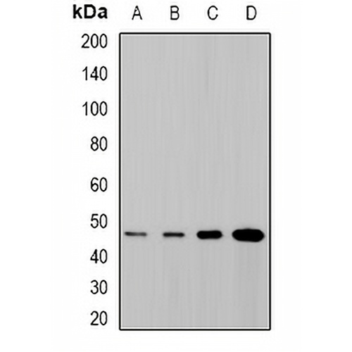 SYT4 Rabbit Polyclonal Antibody