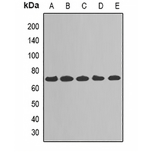 TAB1 Rabbit Polyclonal Antibody
