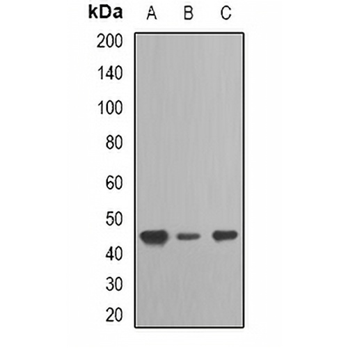 TARDBP Rabbit Polyclonal Antibody
