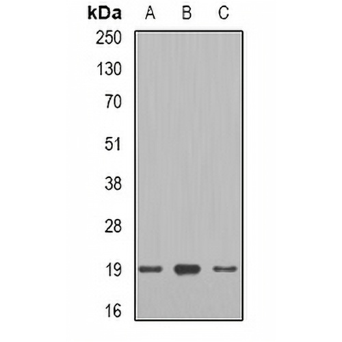 Telethonin Rabbit Polyclonal Antibody