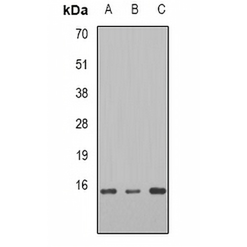 TCEB2 Rabbit Polyclonal Antibody