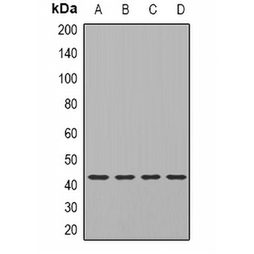 TIA1 Rabbit Polyclonal Antibody