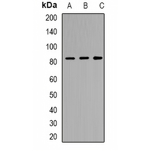 TM9SF1 Rabbit Polyclonal Antibody