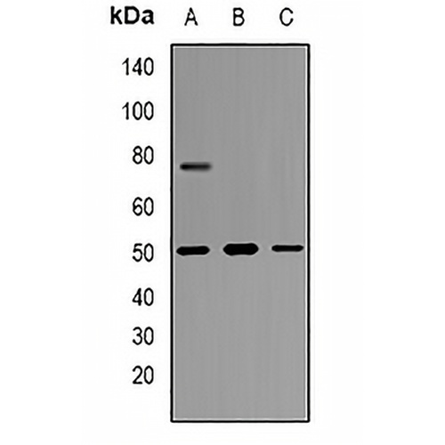 Thymopoietin Rabbit Polyclonal Antibody