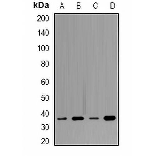 Tropomyosin Rabbit Polyclonal Antibody