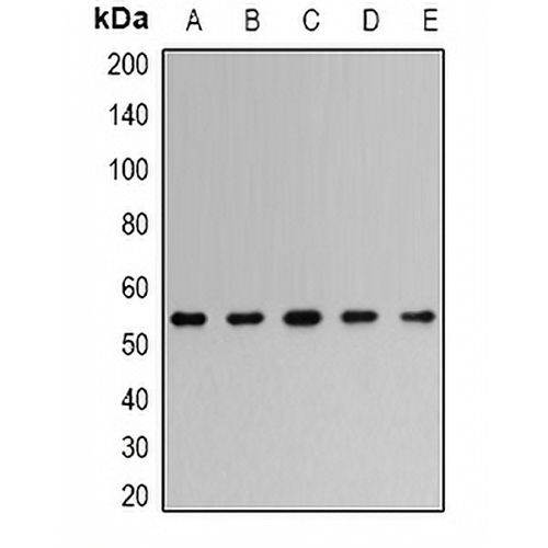 TRAF2 Rabbit Polyclonal Antibody