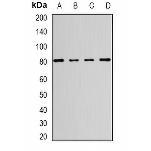 HSP75 Rabbit Polyclonal Antibody