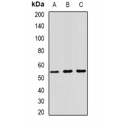 RNF81 Rabbit Polyclonal Antibody