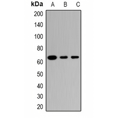 TRIM23 Rabbit Polyclonal Antibody