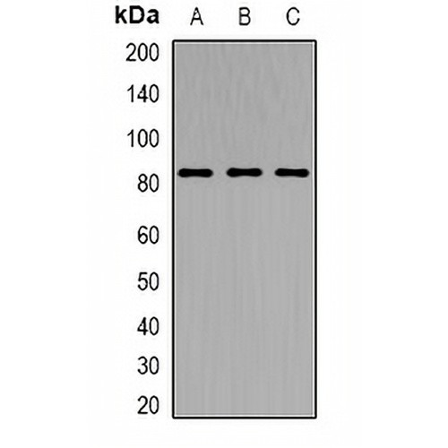 TRPV5 Rabbit Polyclonal Antibody