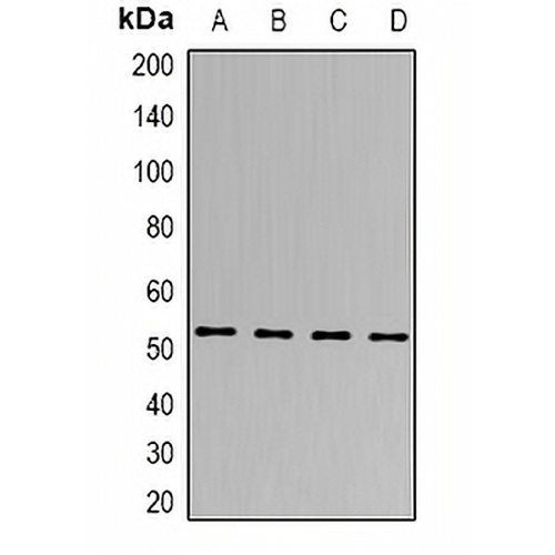 SEN2 Rabbit Polyclonal Antibody