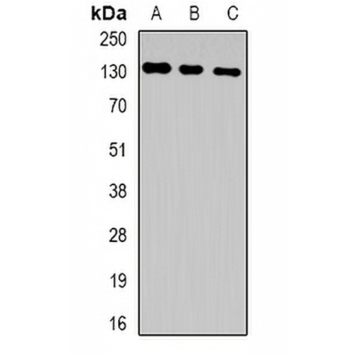 HuF2 Rabbit Polyclonal Antibody