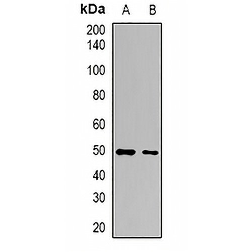 ERp46 Rabbit Polyclonal Antibody
