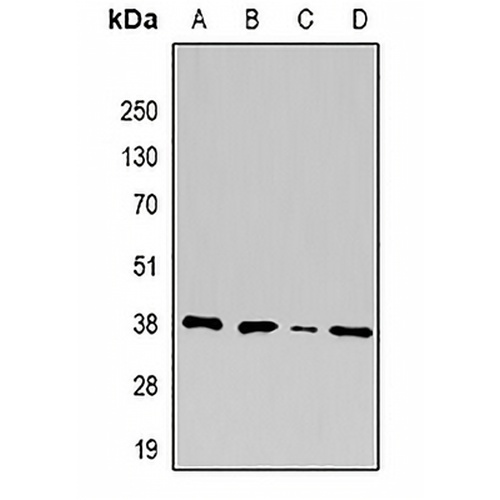 U2AF1 Rabbit Polyclonal Antibody