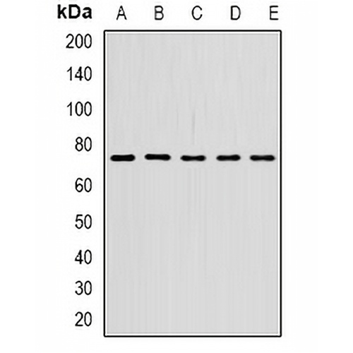 STS-1 Rabbit Polyclonal Antibody