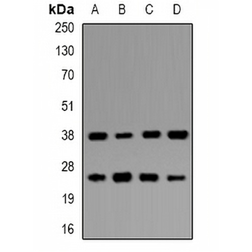 UBE2Z Rabbit Polyclonal Antibody