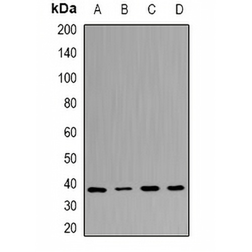 UFD1L Rabbit Polyclonal Antibody