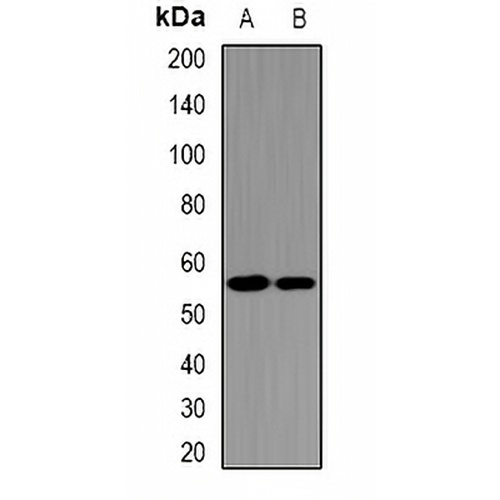 UGDH Rabbit Polyclonal Antibody