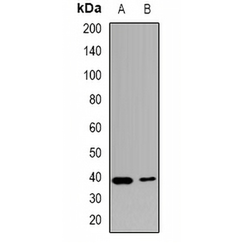 USF1 Rabbit Polyclonal Antibody