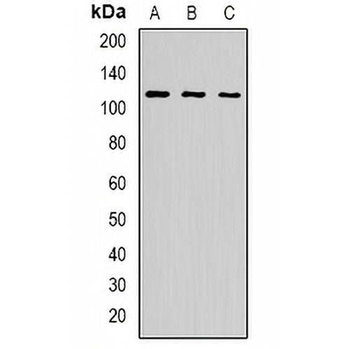 p115 Rabbit Polyclonal Antibody
