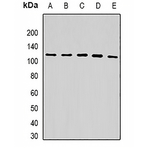 USP10 Rabbit Polyclonal Antibody
