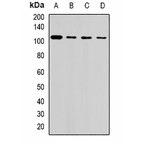 USP26 Rabbit Polyclonal Antibody
