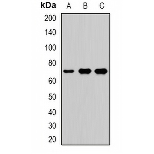 LTAP Rabbit Polyclonal Antibody