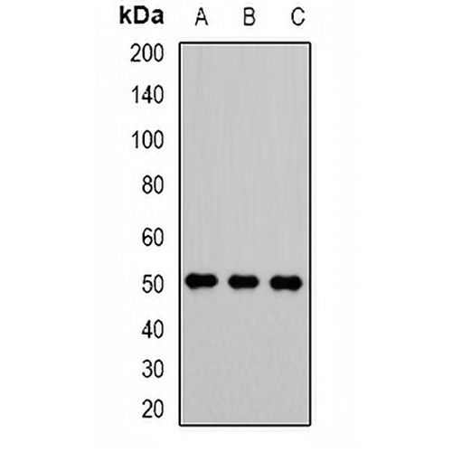 VRK1 Rabbit Polyclonal Antibody