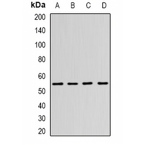 N-WASP Rabbit Polyclonal Antibody