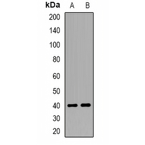 WIF-1 Rabbit Polyclonal Antibody