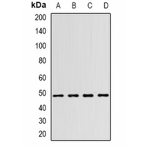 WIPI1 Rabbit Polyclonal Antibody