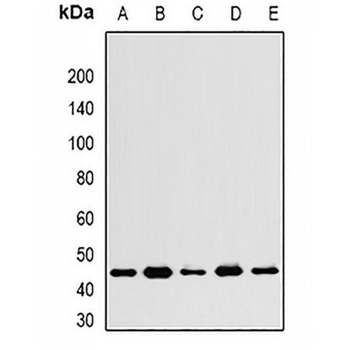 WNT4 Rabbit Polyclonal Antibody