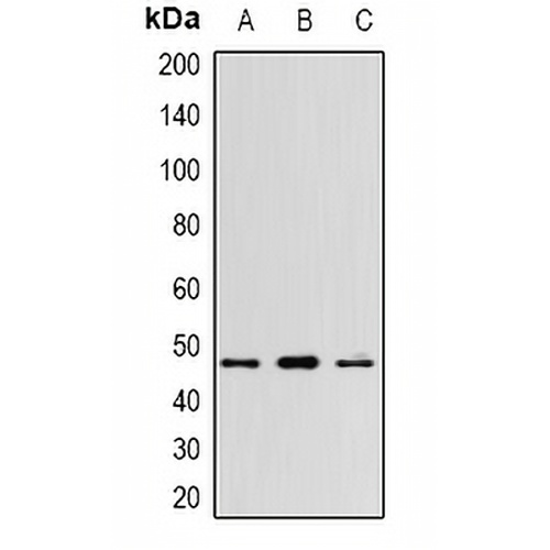 WNT5B Rabbit Polyclonal Antibody