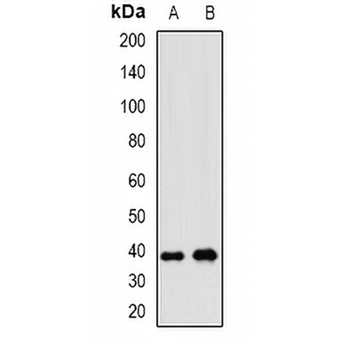 WNT7B Rabbit Polyclonal Antibody