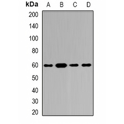 Tyrosyl-tRNA Synthetase Rabbit Polyclonal Antibody