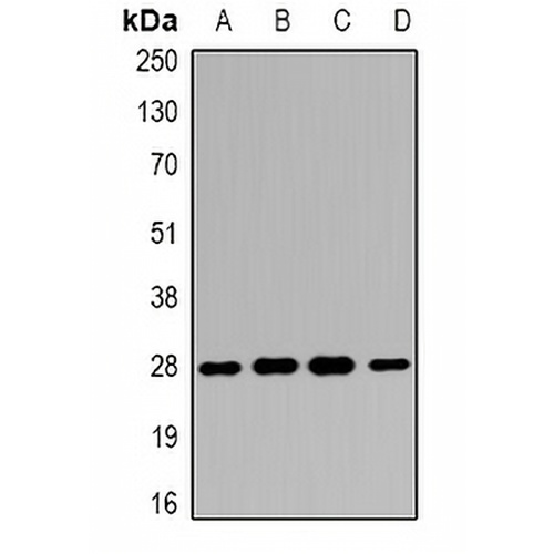 14-3-3 beta Rabbit Polyclonal Antibody
