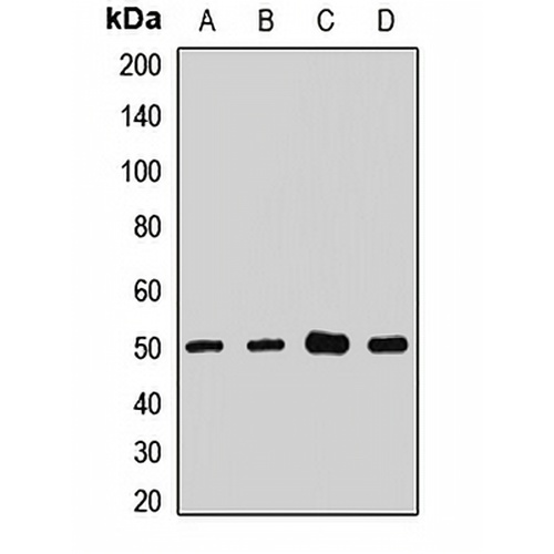 NHERF1 Rabbit Polyclonal Antibody