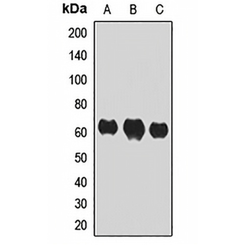 IRF7 Rabbit Polyclonal Antibody