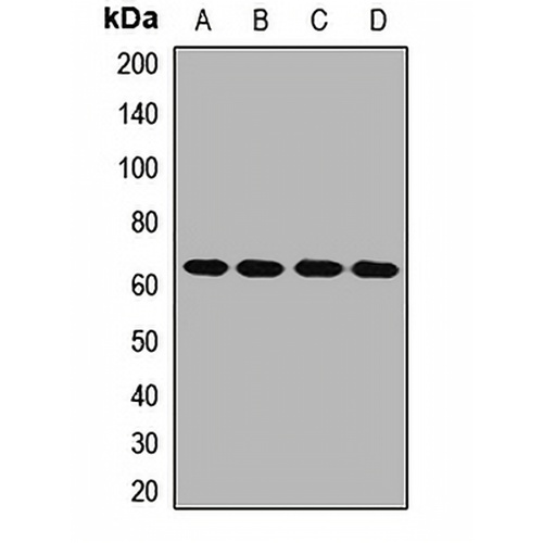 TEC Rabbit Polyclonal Antibody