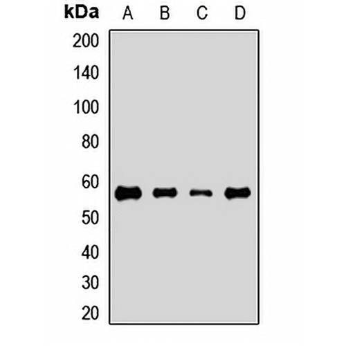 ATG5 Rabbit Polyclonal Antibody