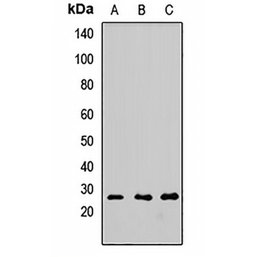 FGF2 Rabbit Polyclonal Antibody