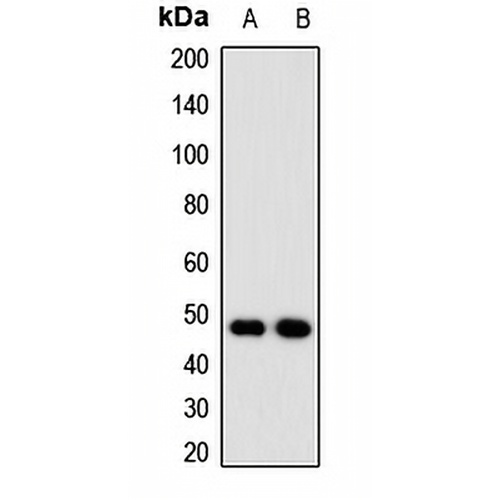 NUDT6 Rabbit Polyclonal Antibody